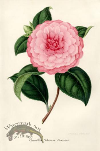 Camellias